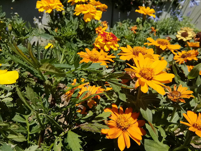 タップにより焦点を合わせて、ぼかし具合を調整できます。 まずは手前の花に焦点を合わせた写真