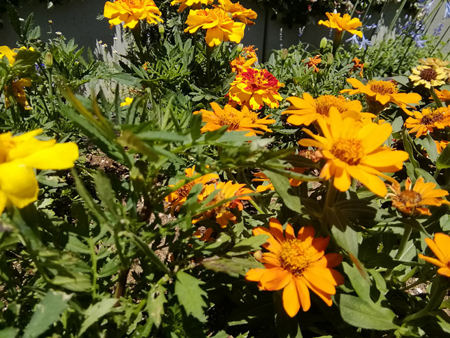 今度は、奥の花に焦点を合わせてみました