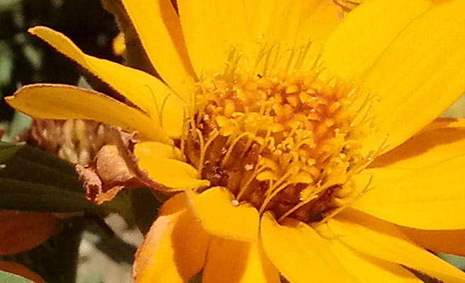 手前の花に焦点を合わせた写真の花の部分を100％表示してみました。 少しにじんでいますが、花の輪郭や毛のような部分まで再現されている