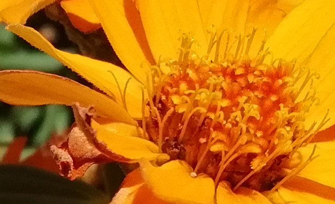手前の花に焦点を合わせた写真の花の部分を100％表示