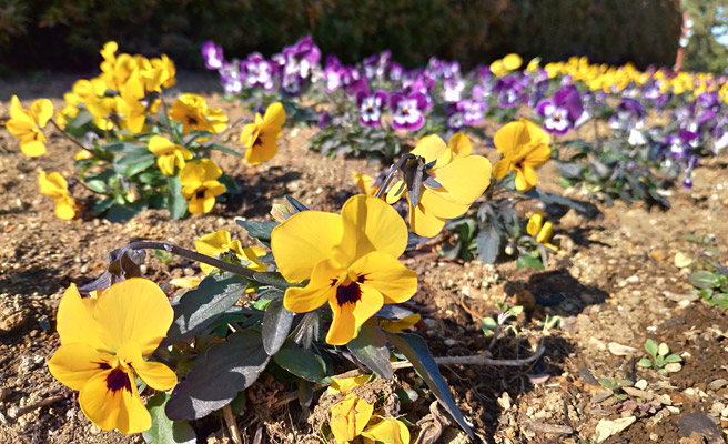 まずは手前の花にフォーカスを合わせた写真です