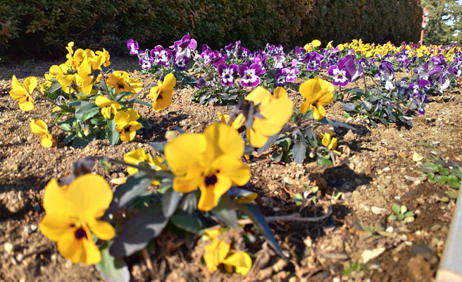 今度は、奥の花にフォーカスを合わせてみました