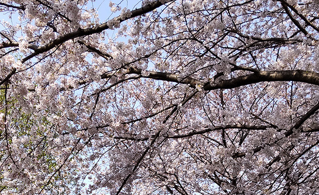 次は、晴れた日に桜を撮影してみました。