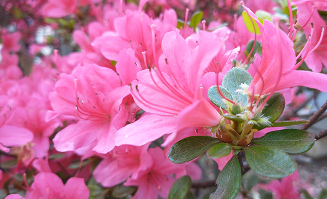 今度は花を撮影してみました。AI判定では特に「花」とかにはならないのですね。