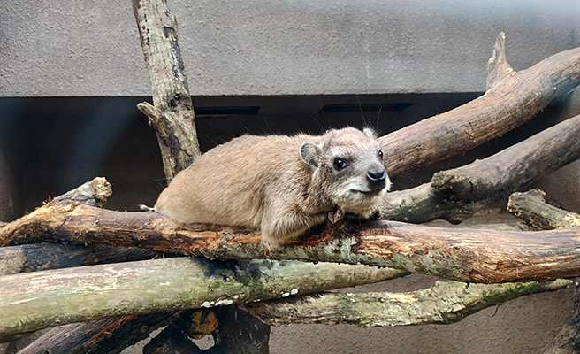 まずは、富士サファリパークに行ったので、色々な動物を撮影してみました。